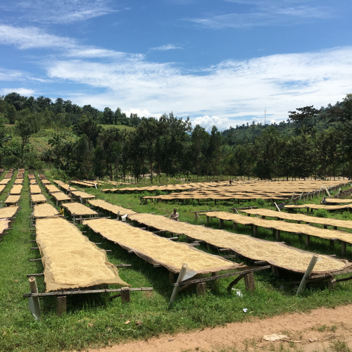 drying beds