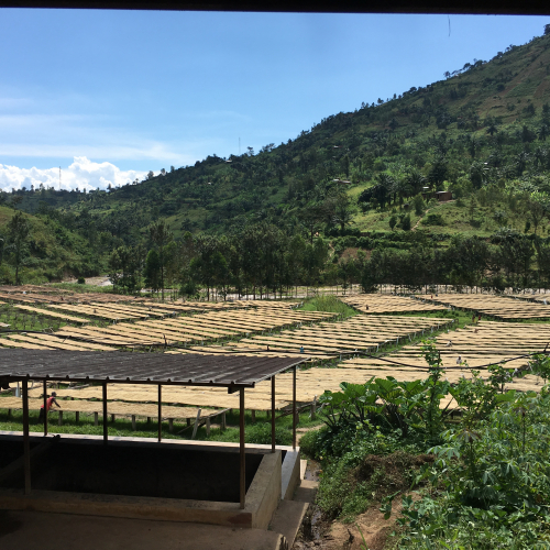 drying beds