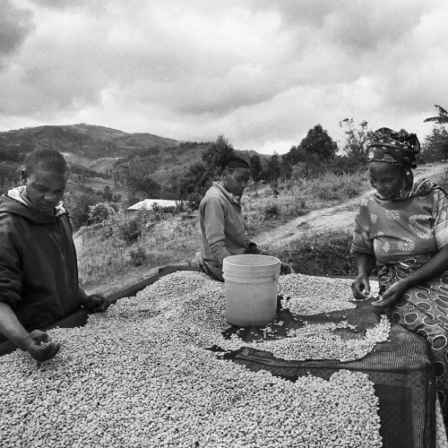 Coffee picking