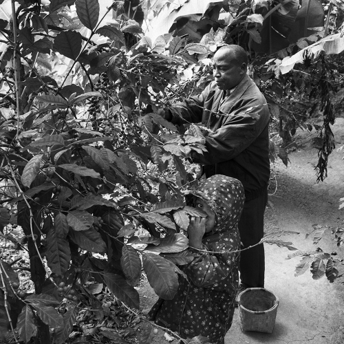 Harvesting coffee