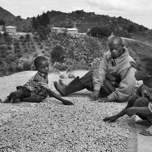 Coffee picking