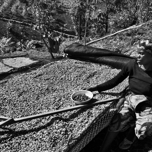 Drying coffee