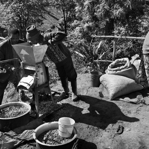 Coffee sorting