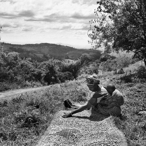 Coffee picking