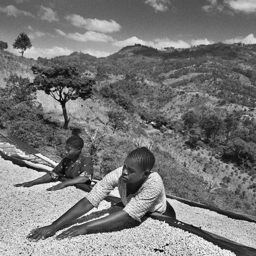 Drying coffee