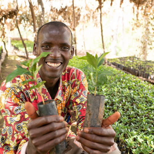 Coffee nursery