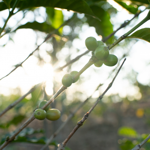 Coffee tree