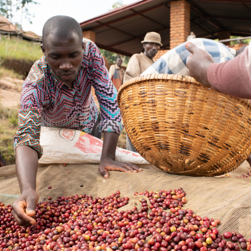 Sorting coffee