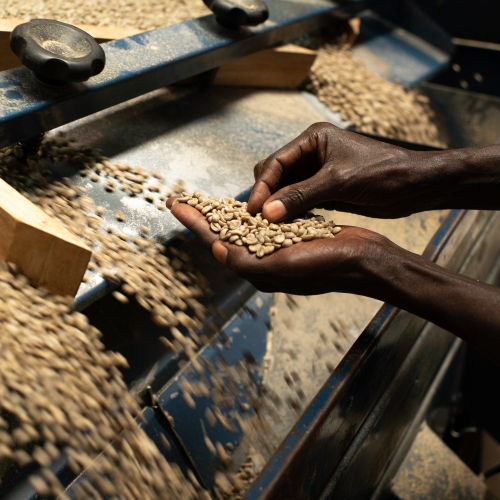 Coffee sorting