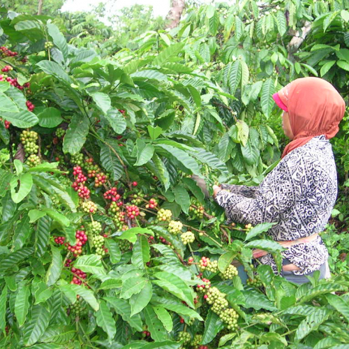 Coffee picking