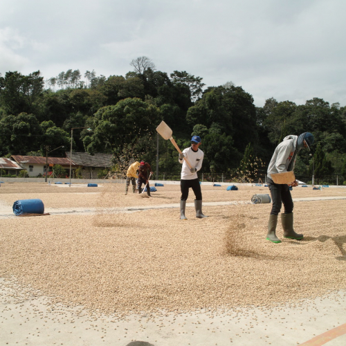 Drying coffee