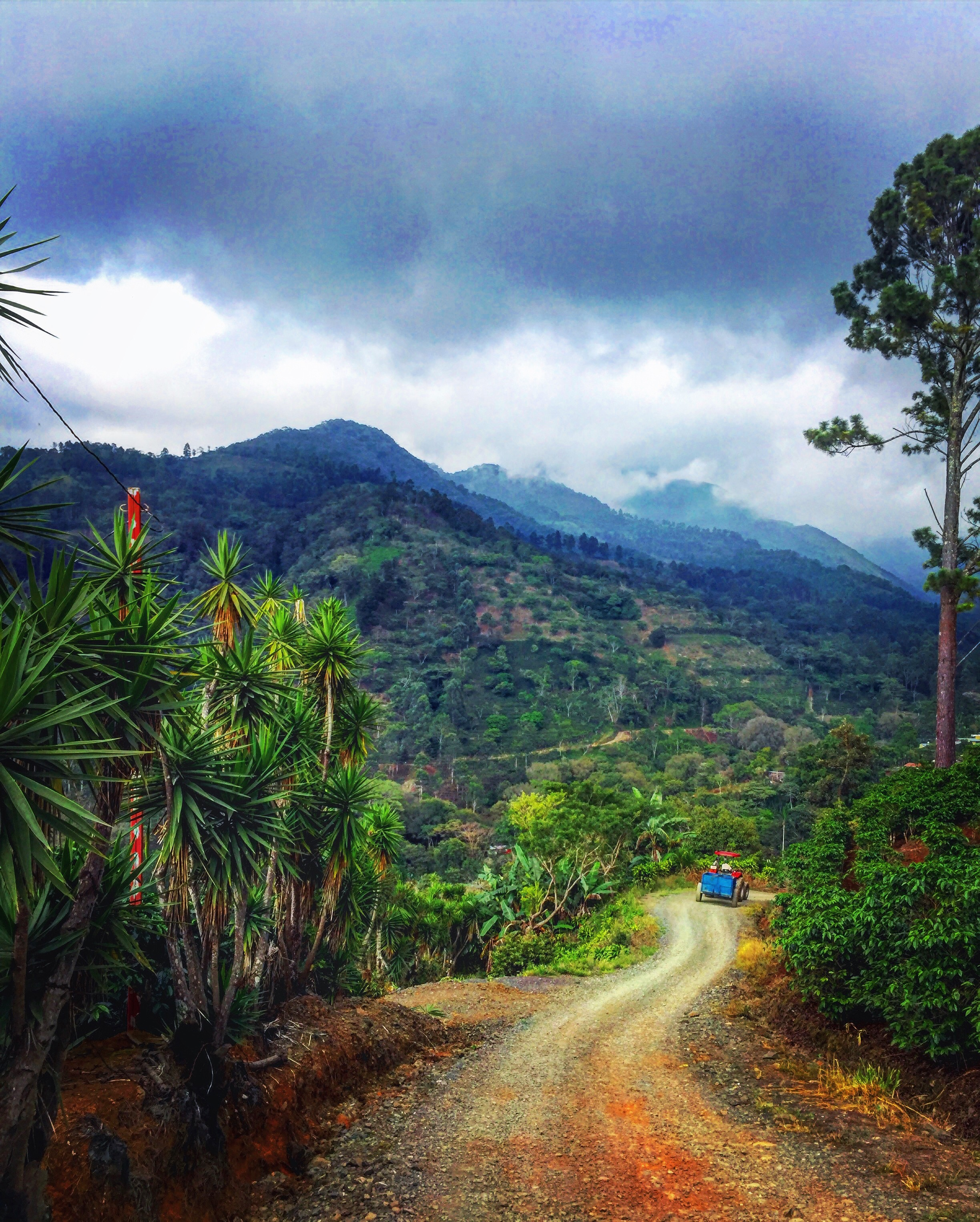 Costa Rican Coffee