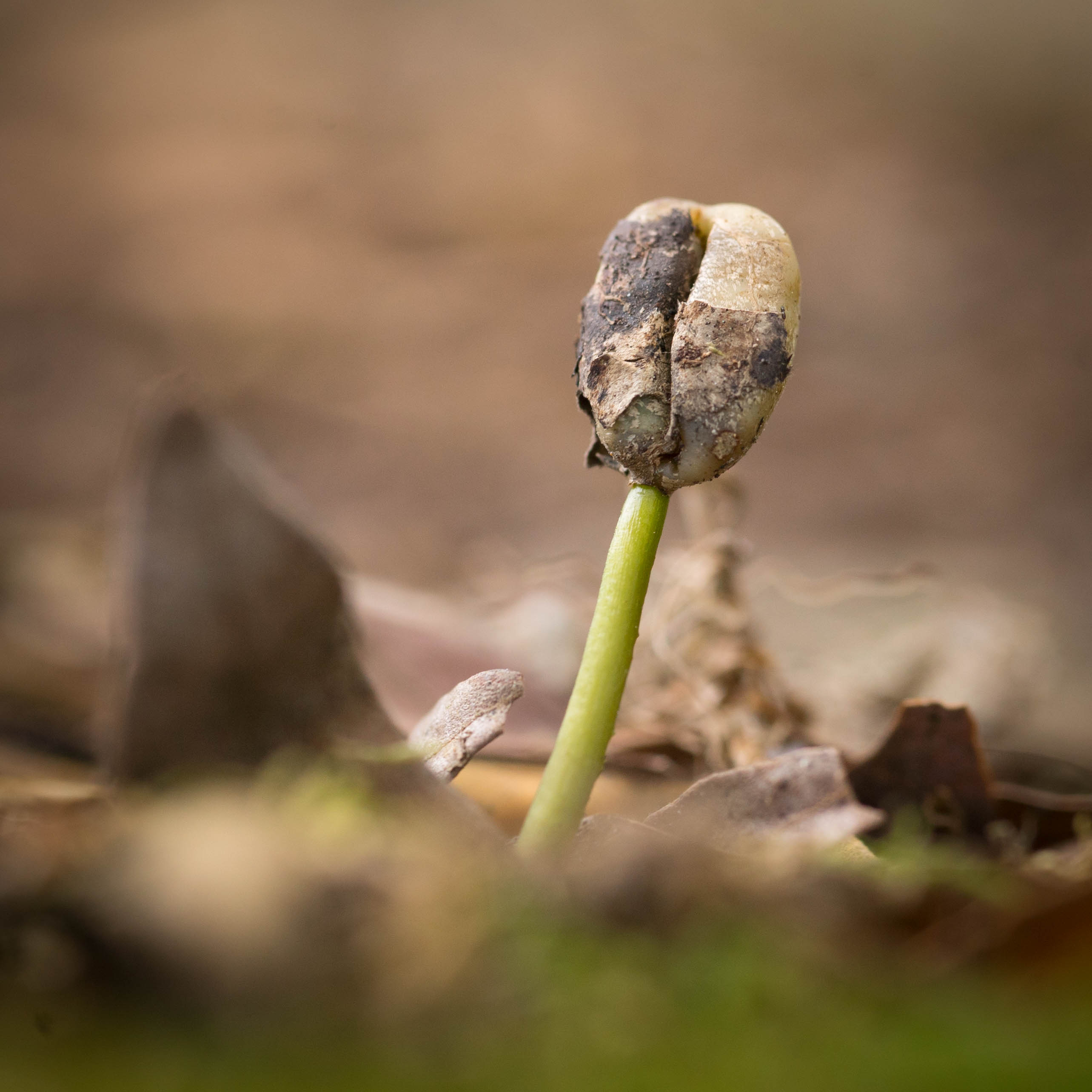 Growing coffee bean