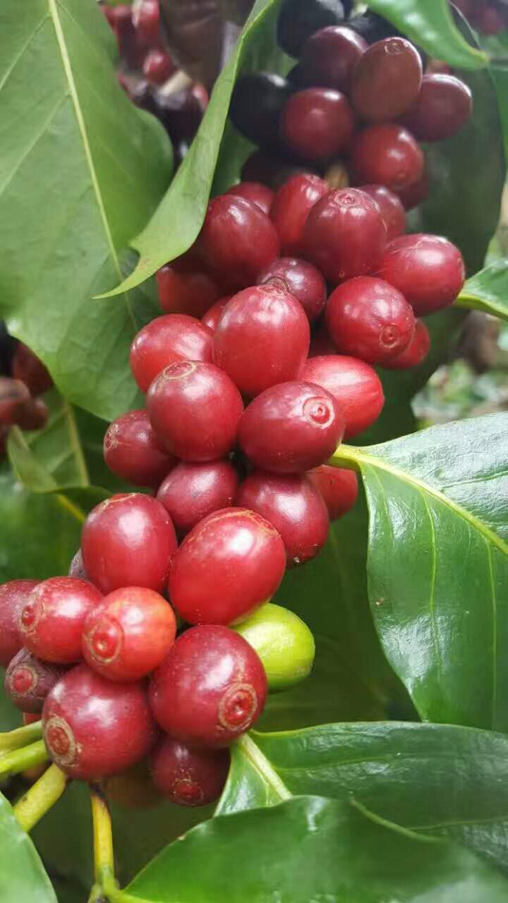 Coffee Cherries