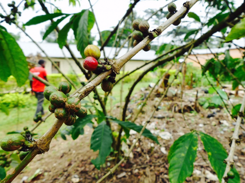 green coffee in Togo