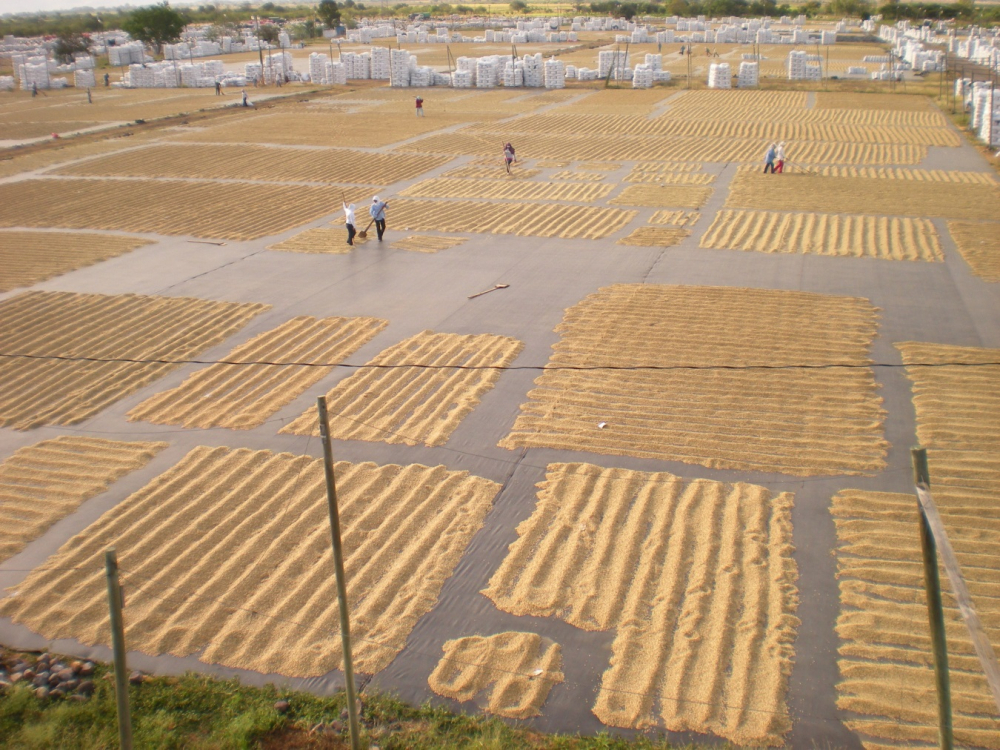 Drying coffee in Nicaragua