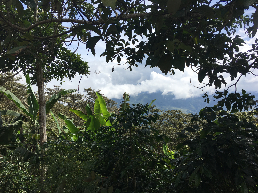 Peruvian landscape