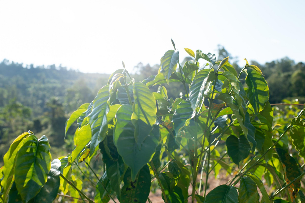 Coffee plants