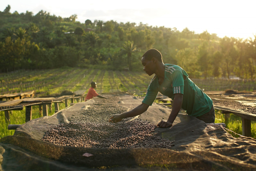 Drying coffee