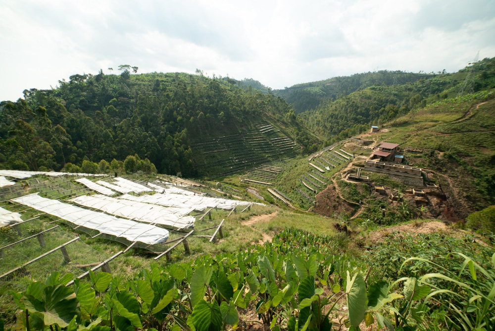 Coffee drying beds