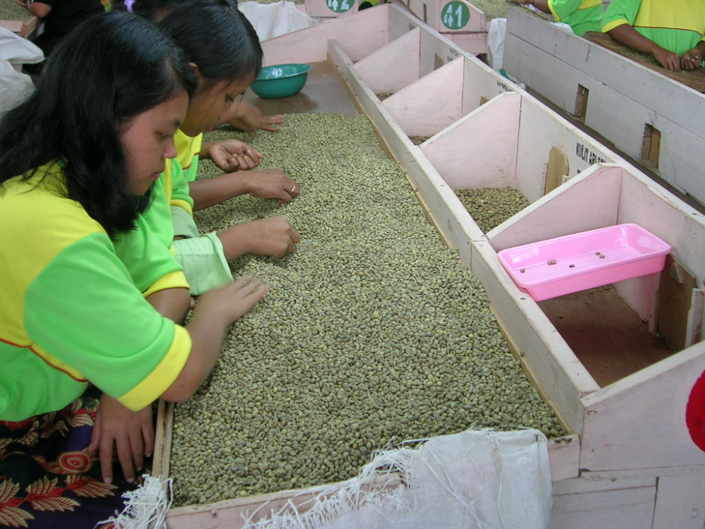 picking coffee