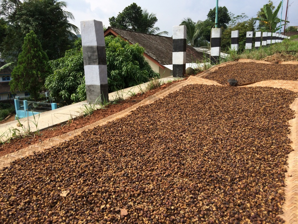 Drying coffee