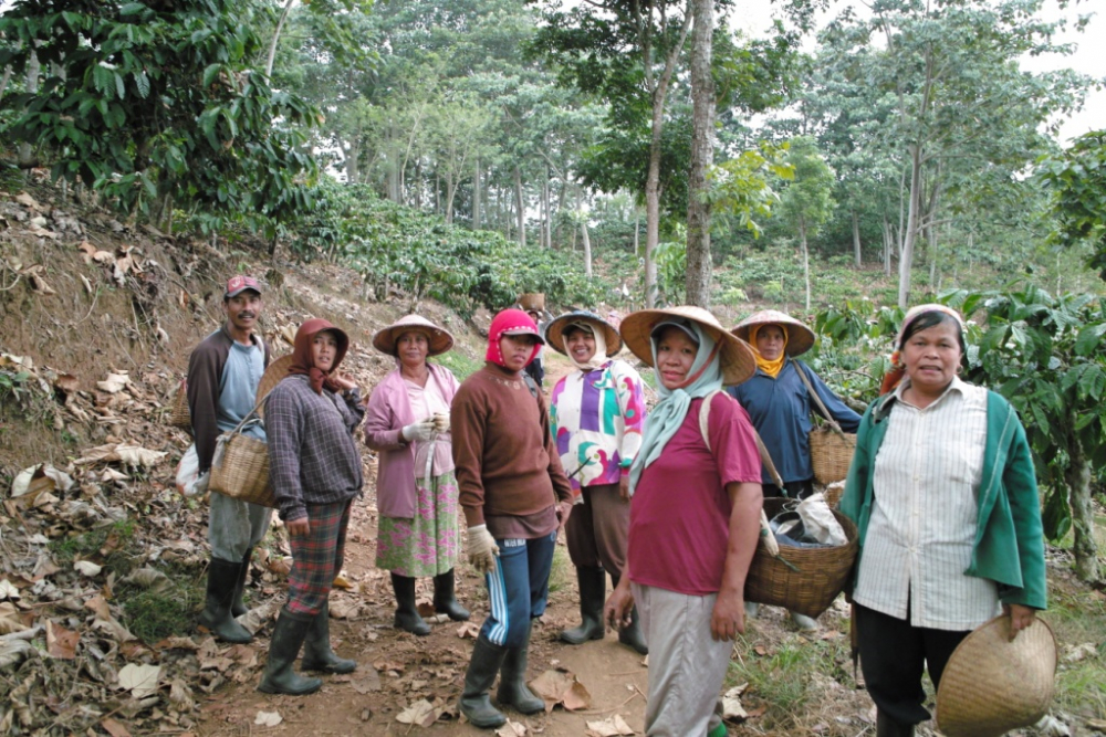 Local coffee farmers