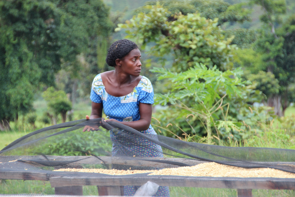 Maitea women in coffee