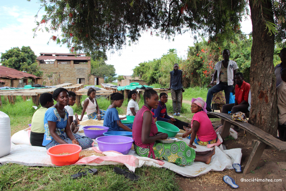 Maitea picking