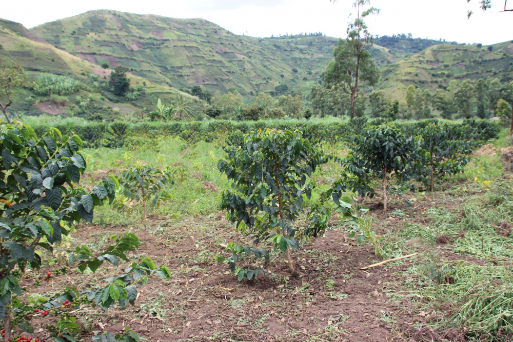 Maitea coffee plantation
