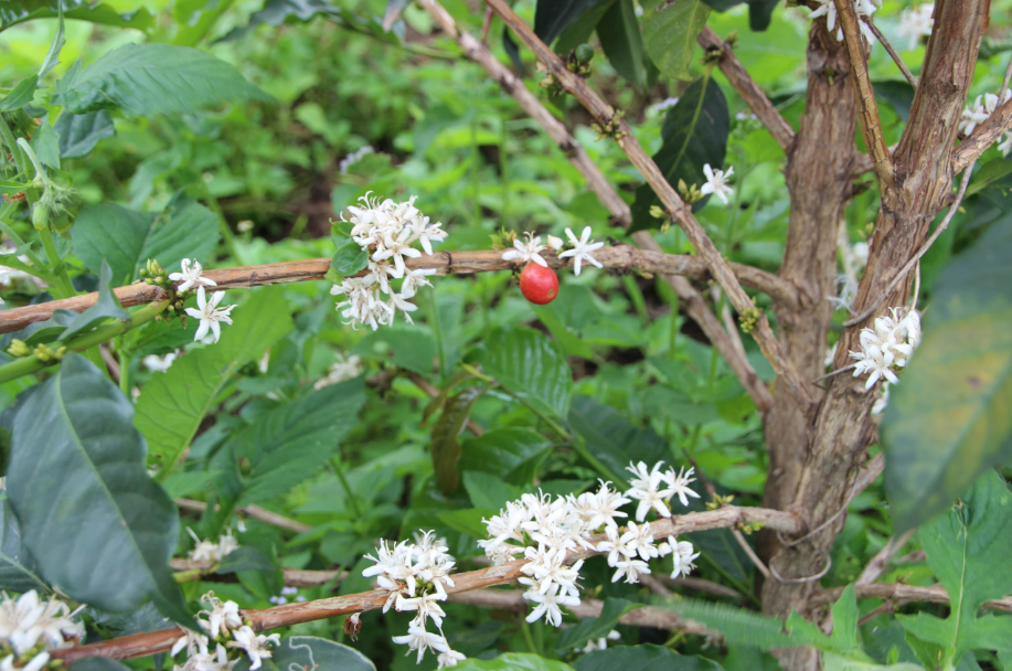 Maitea flowering