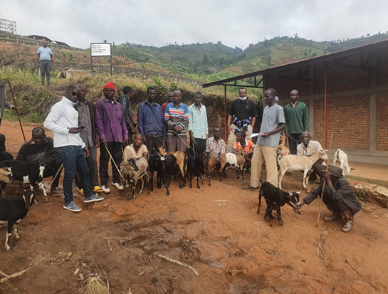 Goats Distribution