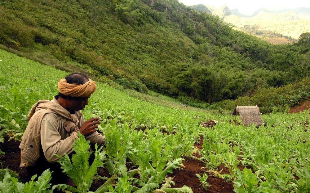 From Opium to Coffee