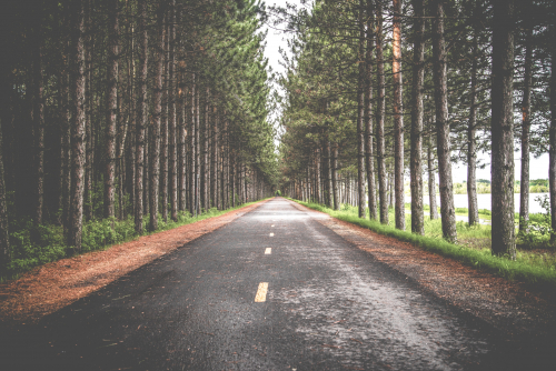 forest