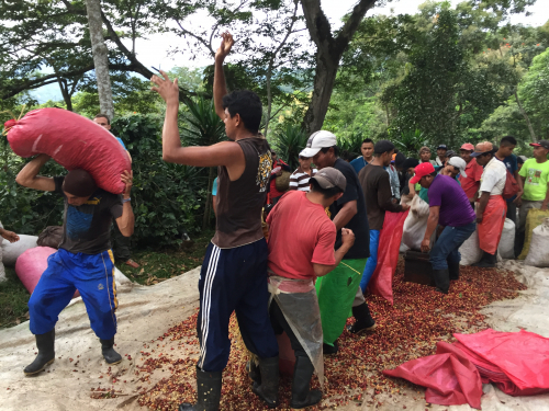 Cortadores Matagalpa