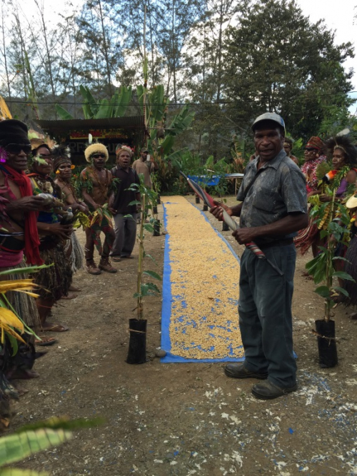 Drying coffee in png