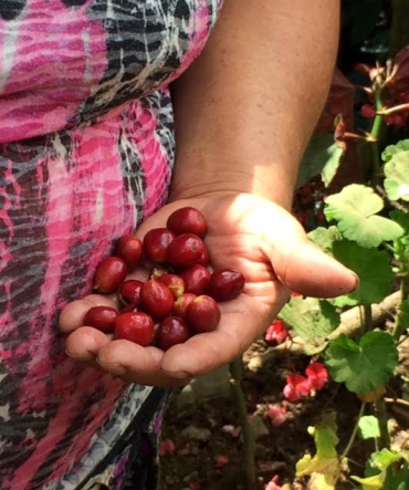 Harvesting coffee