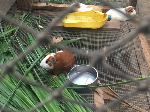 Guinea pigs