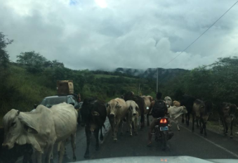 cows in peru