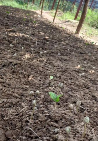 Sprout Field